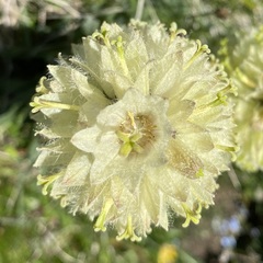 Campanula thyrsoides