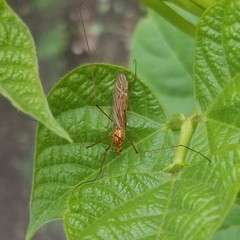 Nephrotoma ferruginea