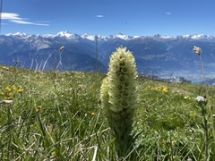 Campanula thyrsoides