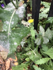 Golovinomyces sonchicola