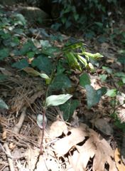 Epipactis troodi