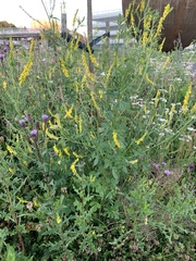 Melilotus