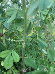 Melilotus
