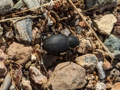 Phymatiotris quadricollis