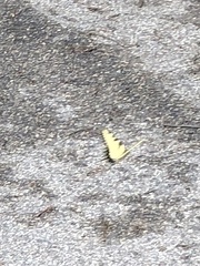 Papilio glaucus