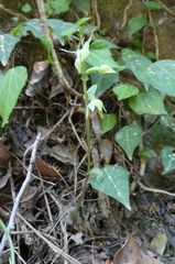 Epipactis troodi