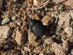 Phymatiotris quadricollis