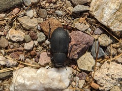 Phymatiotris quadricollis