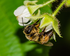 Andrena nivalis