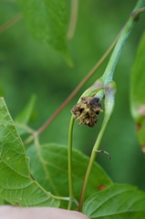 Contarinia negundinis