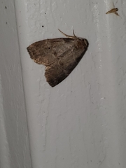 Hyperstrotia pervertens