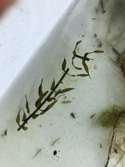 Elodea canadensis