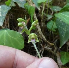 Epipactis troodi