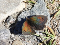 Erebia tyndarus