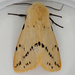 Spilosoma lutea - Photo (c) Roger Robinson,  זכויות יוצרים חלקיות (CC BY-NC), הועלה על ידי Roger Robinson