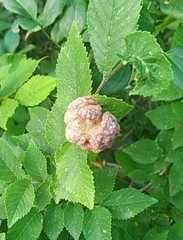 Eriosoma lanuginosum