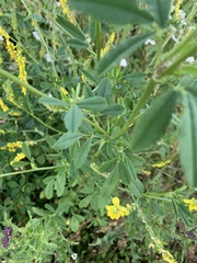 Melilotus