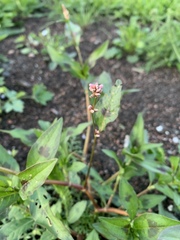 Persicaria maculosa