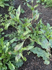 Persicaria maculosa