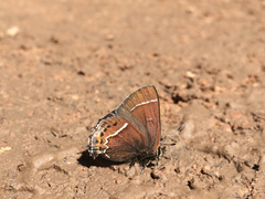 Callophrys spinetorum