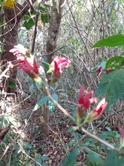 Metarungia pubinervia