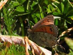 Erebia tyndarus