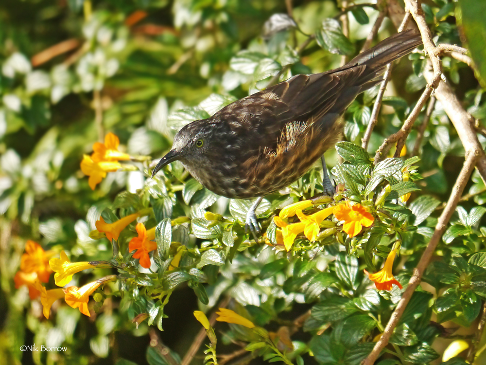 Grey-Streaked Honeyeater