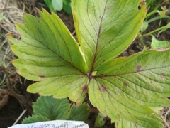 Diplocarpon fragariae
