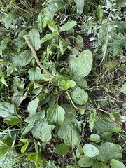 Podosphaera plantaginis