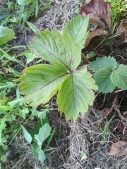 Diplocarpon fragariae