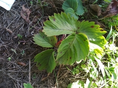 Diplocarpon fragariae