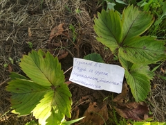 Diplocarpon fragariae