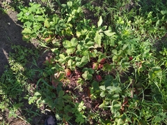 Diplocarpon fragariae