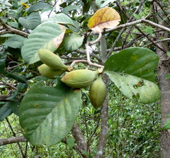 Sterculia tragacantha