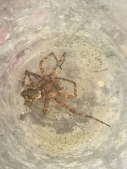 Dolomedes albineus