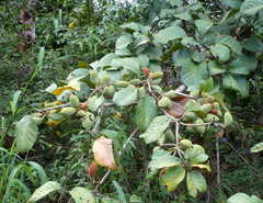 Sterculia tragacantha