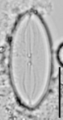 Fallacia pygmaea