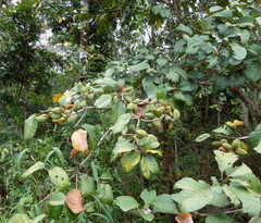 Sterculia tragacantha
