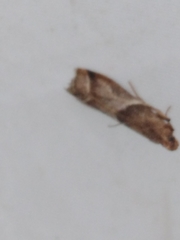 Nyctegretis lineana