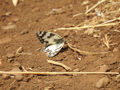 Melanargia titea