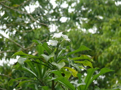 Plumeria pudica