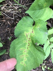 Scrobipalpula manierreorum