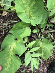 Scrobipalpula manierreorum