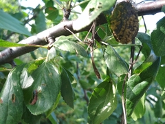 Monilinia laxa