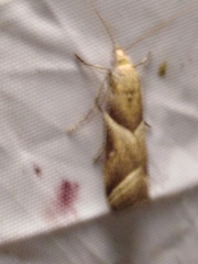 Nyctegretis lineana