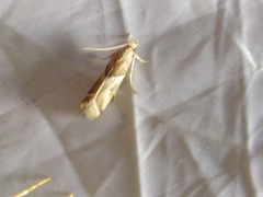 Nyctegretis lineana