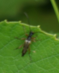 Lepturinae