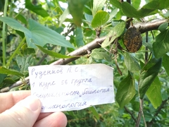 Monilinia laxa