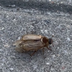 Amphimallon solstitiale