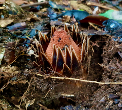 Langsdorffia hypogaea